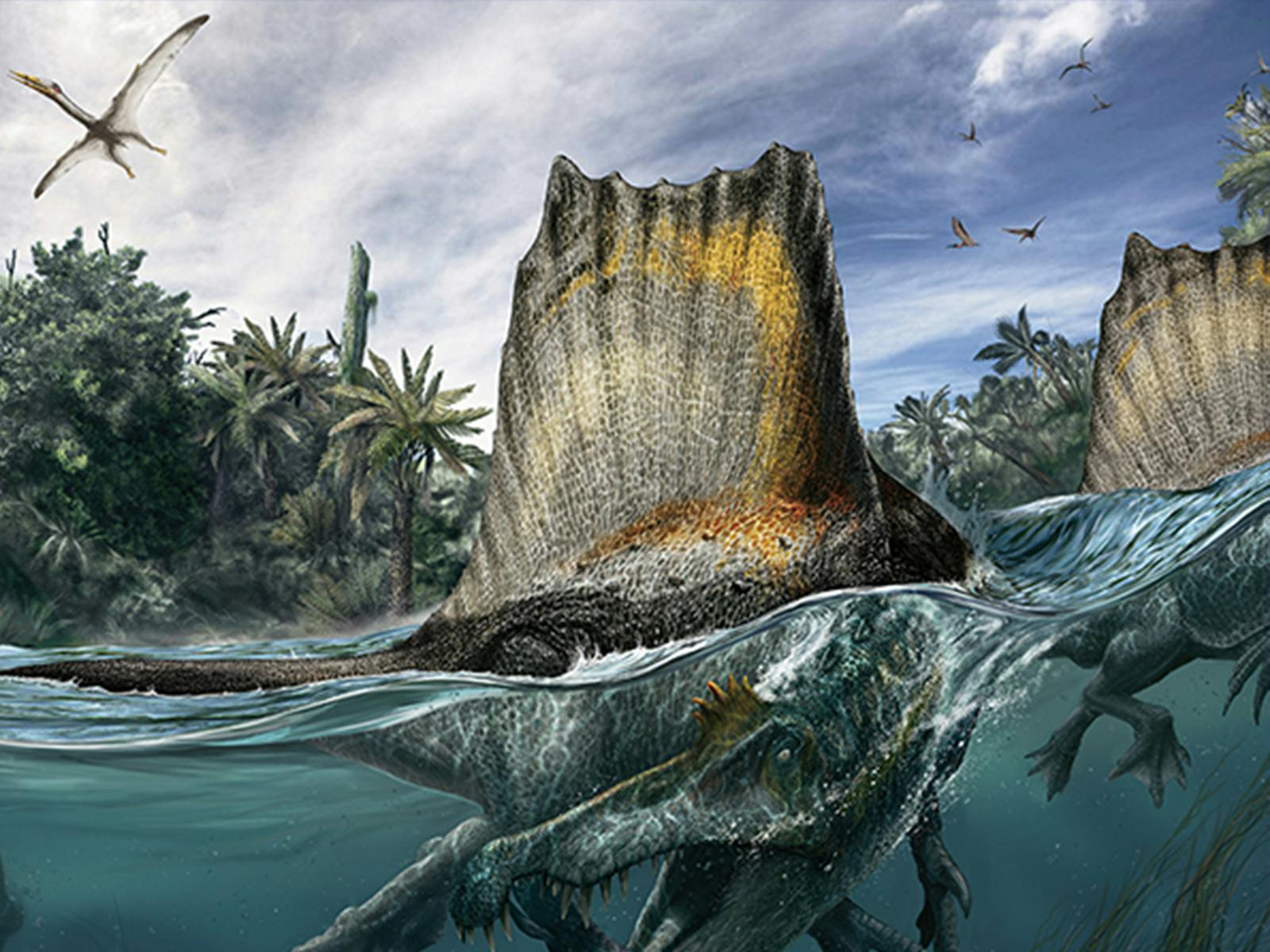 spinosaurus fossil discovery